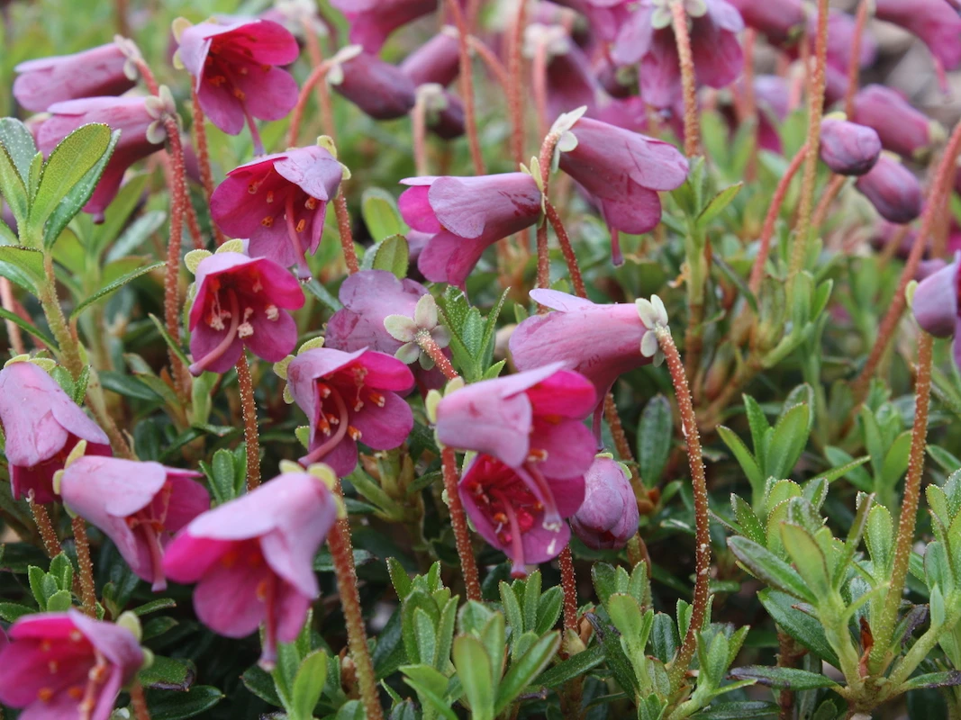 R. campylogynum Myrtilloides Group AGM